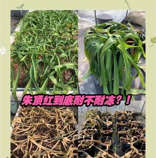 朱顶红种球什么叫自然球？如何区分自然球和人工球？