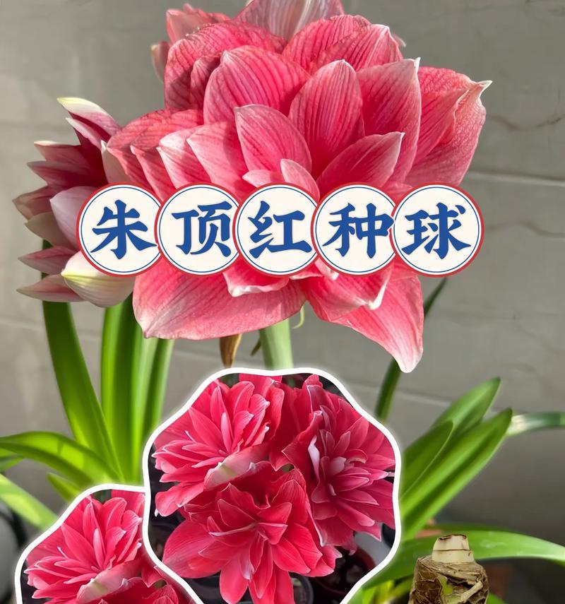 朱顶红种球什么叫自然球？如何区分自然球和人工球？