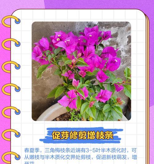 三角梅旺盛生长的秘诀是什么？如何促进三角梅的旺盛生长？