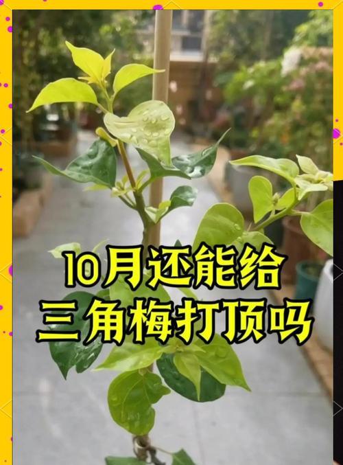 三角梅旺盛生长的秘诀是什么？如何促进三角梅的旺盛生长？