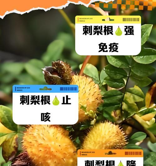 梨树叶子发黄灌根的正确方法是什么？