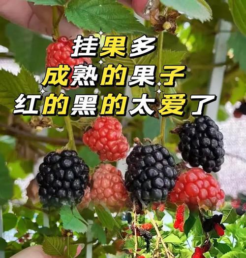 黑莓栽培有哪些技术要点？