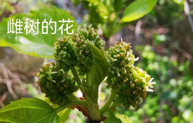 哪些是常见的野生树木花卉？