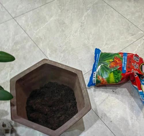 君子兰酿花枝怎么养护？酿花枝的正确养护技巧有哪些？