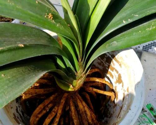 君子兰用陶粒种植的方法是什么？如何操作？