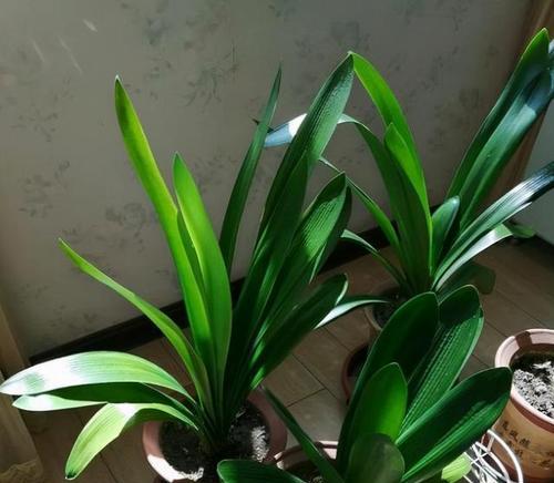 君子兰用陶粒种植的方法是什么？如何操作？