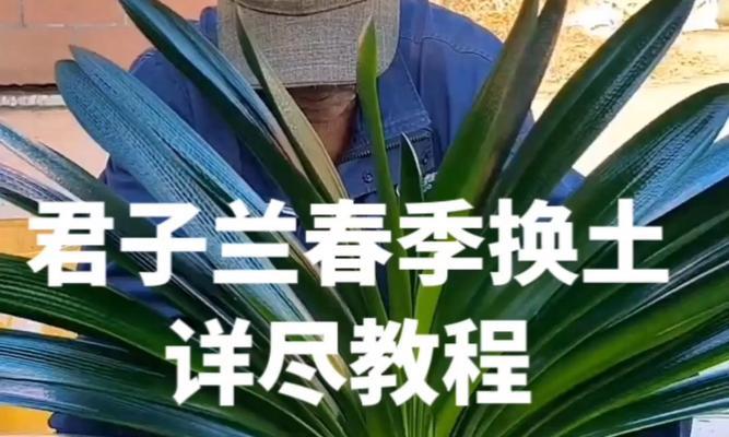君子兰花苞控制的技巧有哪些？