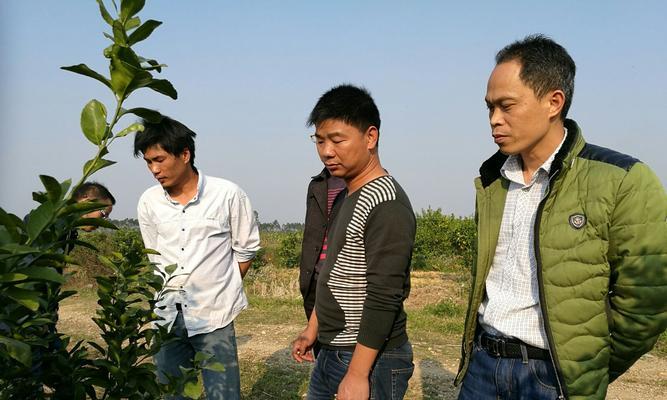 无刺黄袍栽培的关键技术要点是什么？