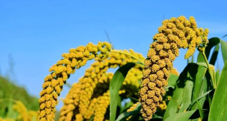 无刺黄袍栽培的关键技术要点是什么？