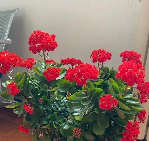 阳台花的种类有哪些？