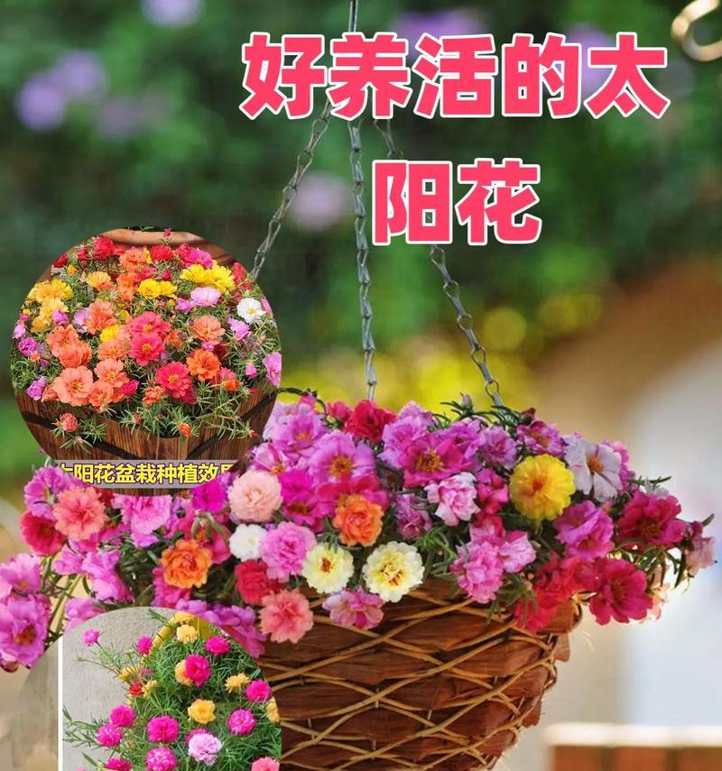 阳台花的种类有哪些？