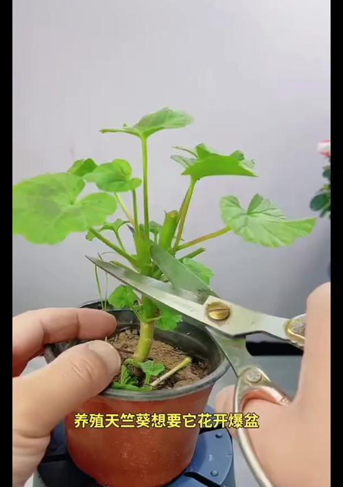 喷彩天竺葵的养护技巧有哪些？怎样才能养得更好？