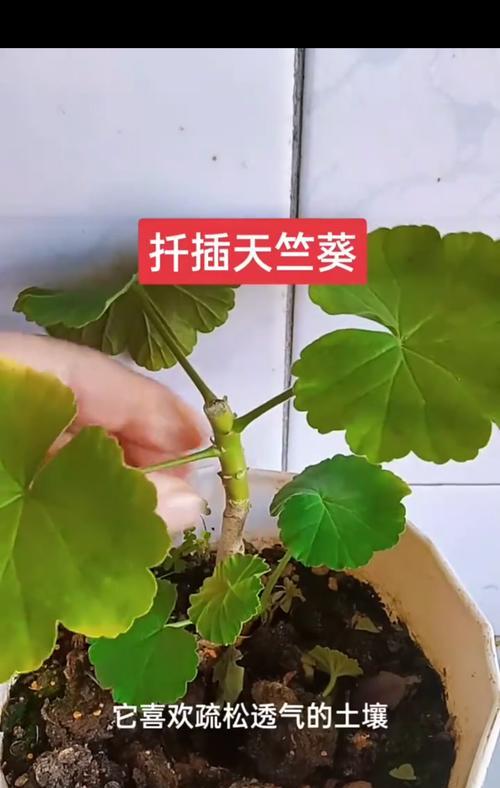 喷彩天竺葵的养护技巧有哪些？怎样才能养得更好？