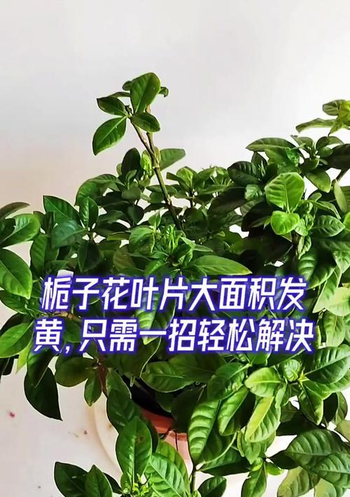 栀子花叶子发黄是什么原因？地栽养护技巧有哪些？