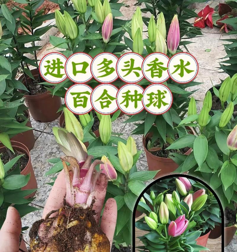知识花的栽培技术包括哪些内容？