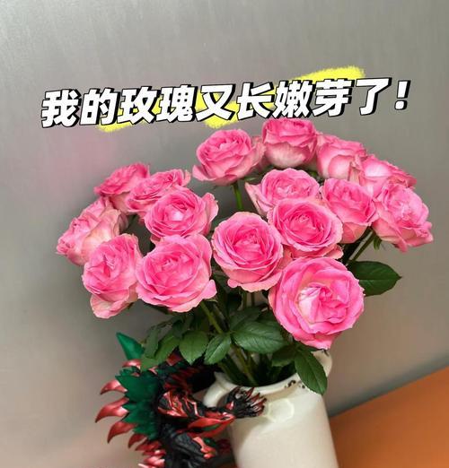 天竺葵和白鼠玫瑰的养护技巧有哪些？