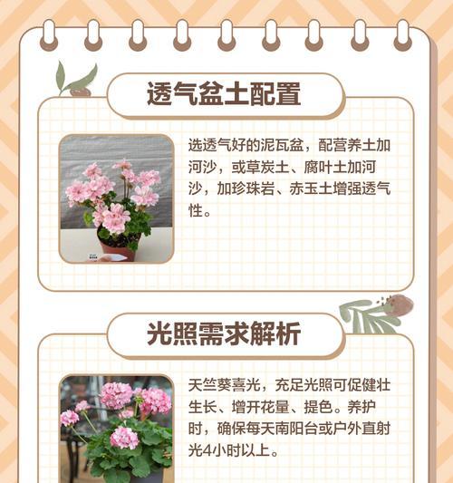 天竺葵和白鼠玫瑰的养护技巧有哪些？