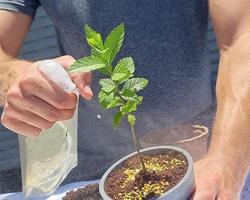 盆景植物种子复活方法是什么？如何让盆景植物种子发芽？
