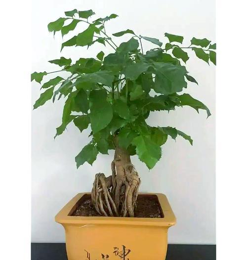 盆景植物种子复活方法是什么？如何让盆景植物种子发芽？