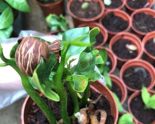 盆景植物种子复活方法是什么？如何让盆景植物种子发芽？