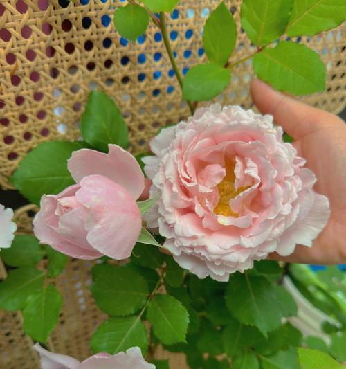 陶瓷盆月季花怎么养？养护月季花的要点是什么？