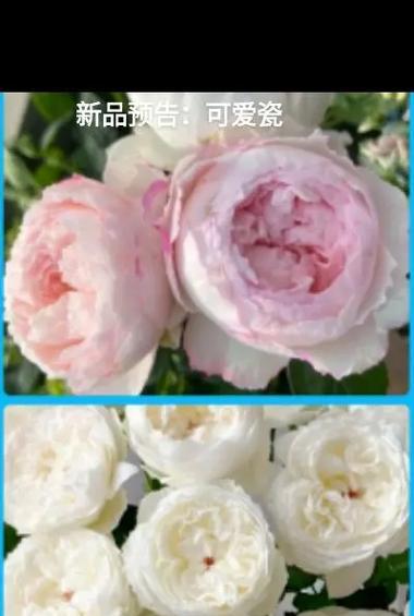 陶瓷盆月季花怎么养？养护月季花的要点是什么？