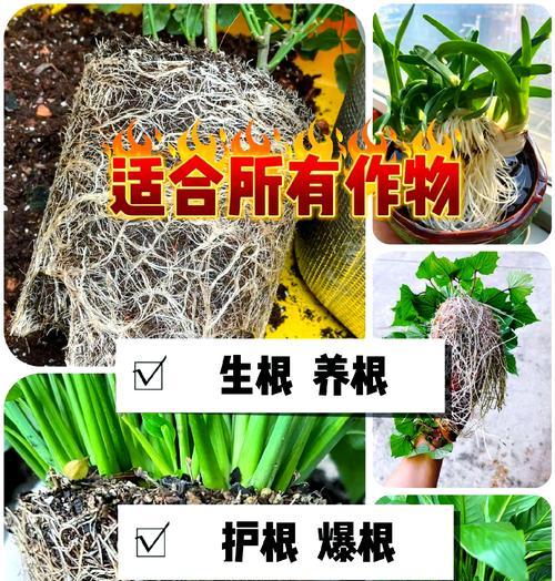 生根栽培技术有哪些内容？掌握这些技巧，让你的植物生根更快！