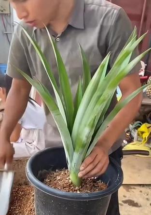 西瓜凤梨栽培技术要点有哪些？西瓜凤梨的种植技巧是什么？