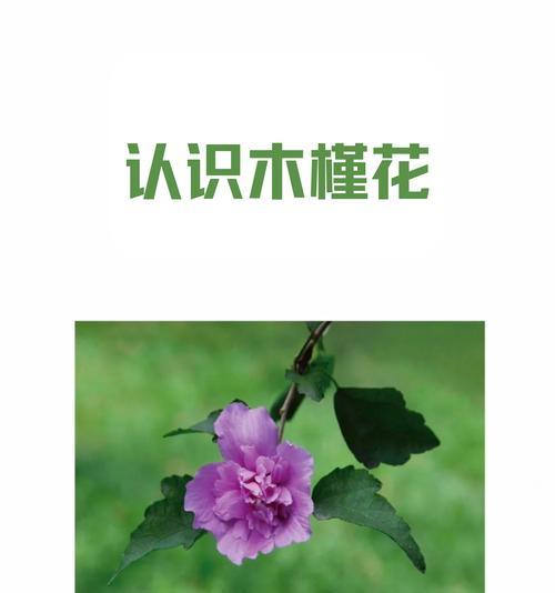 夏天大木槿花如何正确浇水？