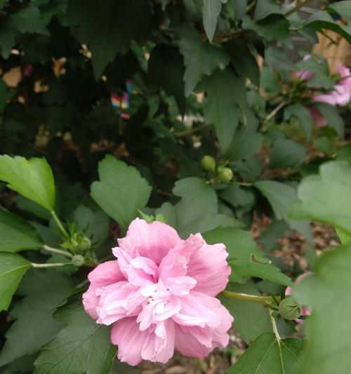 夏天大木槿花如何正确浇水？