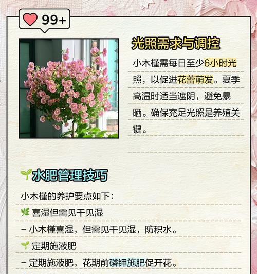 夏天大木槿花如何正确浇水？