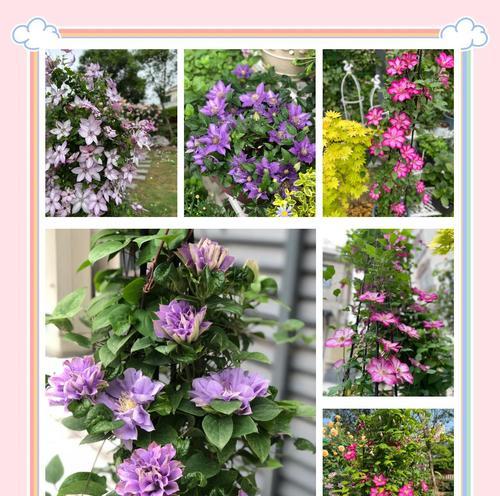 铁线莲单芽点的处理方法是什么？