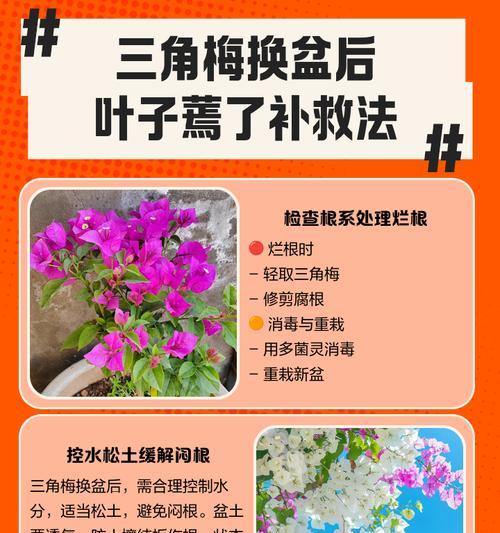 盆景容易干枯如何保持最佳保湿？