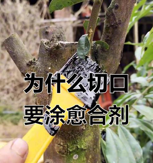 盆景容易干枯如何保持最佳保湿？