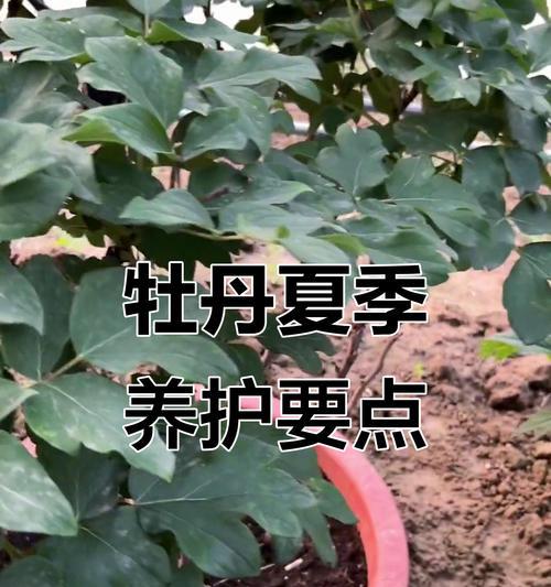 盆景容易干枯如何保持最佳保湿？