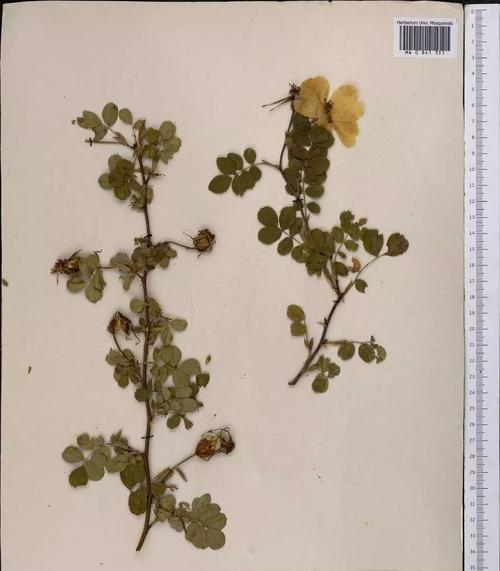 月季如何保存成新鲜标本？