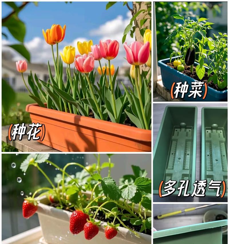 露台花盆种植哪些植被比较好？