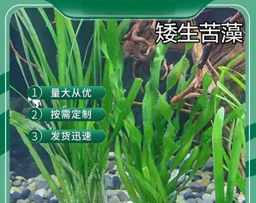 水生植物有哪些种植方法？