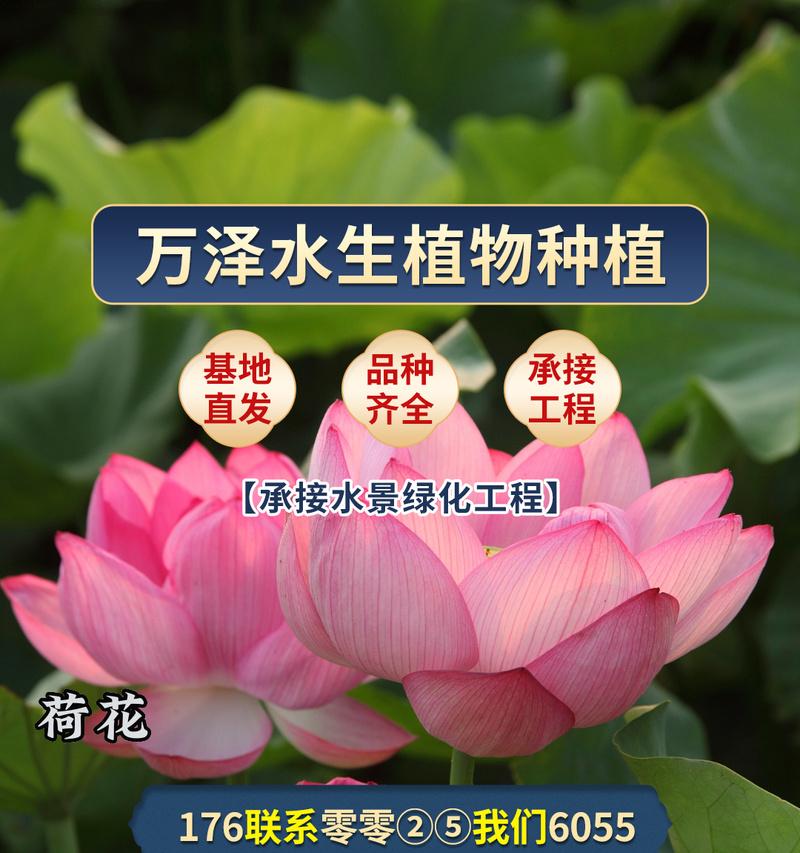 水生植物有哪些种植方法？