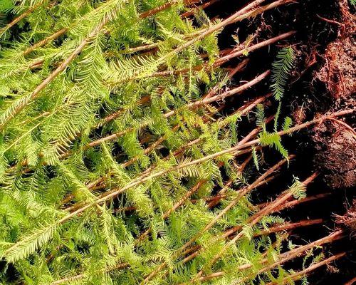水生植物有哪些种植方法？
