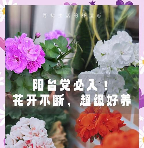 天竺葵如何养护才能多开花？