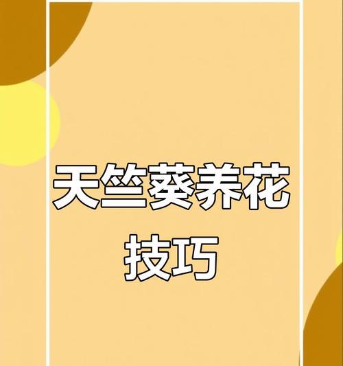 天竺葵如何养护才能多开花？