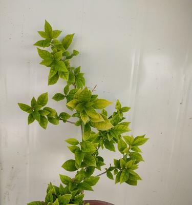 三角梅修剪拉高飘的技巧是什么？