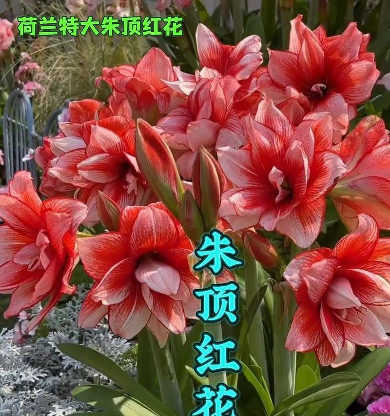 土朱顶红不爆崽的原因有哪些？