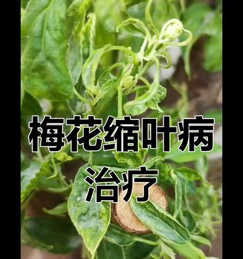 梅花发黄掉叶子怎么办？如何有效处理？