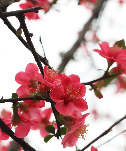 梅花发黄掉叶子怎么办？如何有效处理？