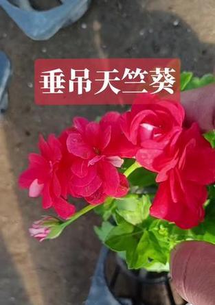 垂吊天竺葵如何控制生长？