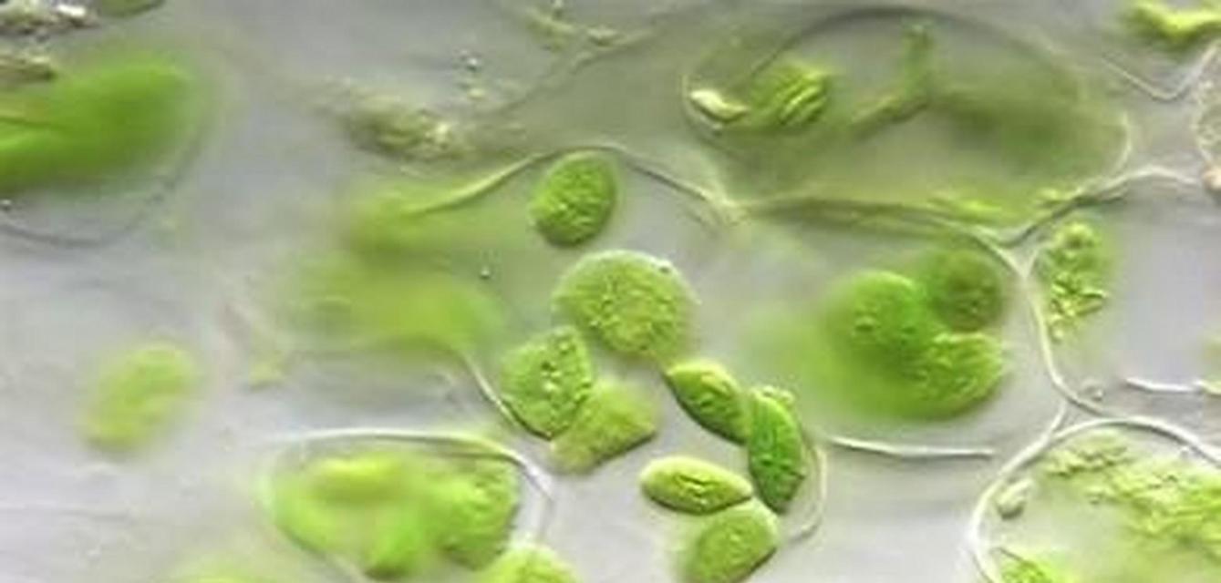原生植物矿物质含量高的原因是什么？