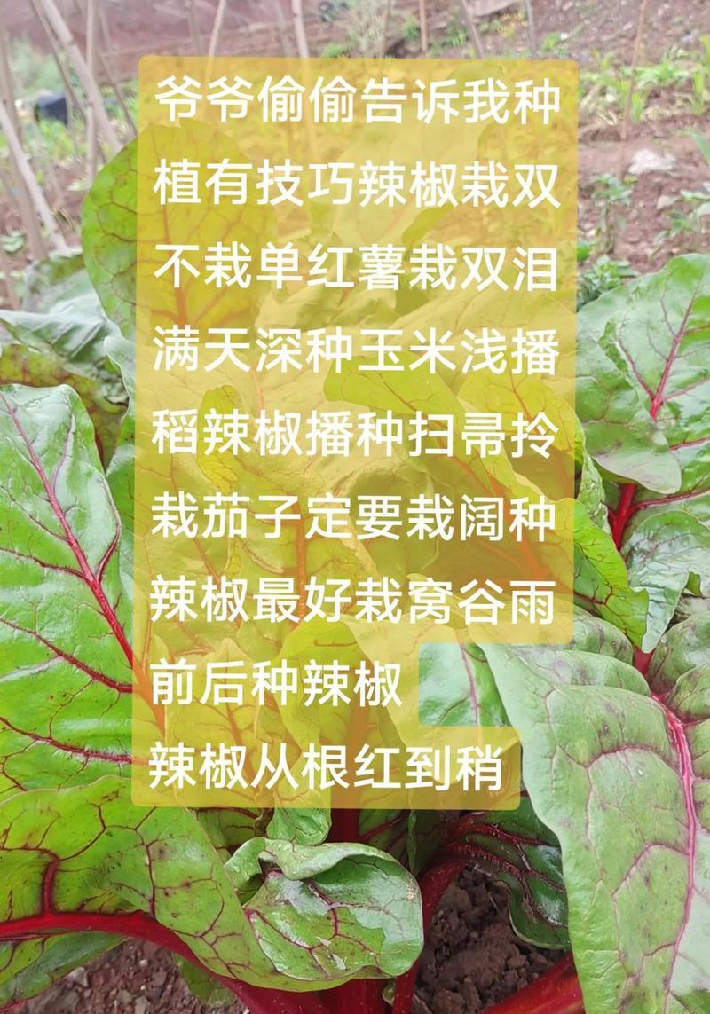 辣椒播种：最佳时期是什么时候？