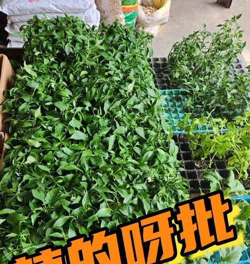 辣椒播种：最佳时期是什么时候？